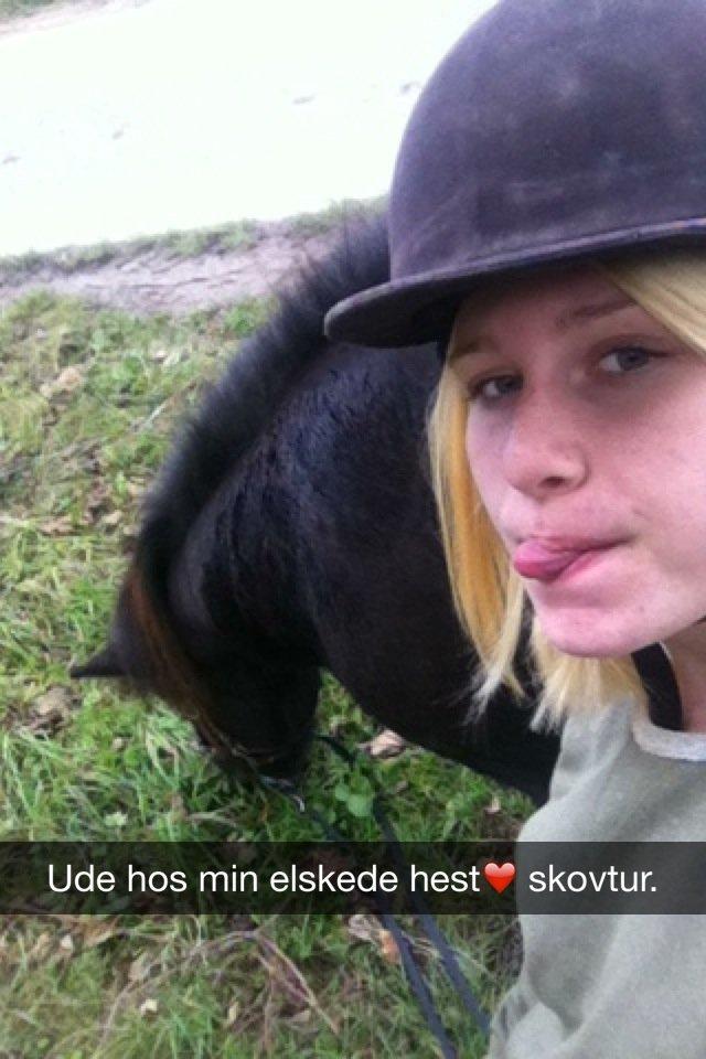 Islænder Halla billede 1