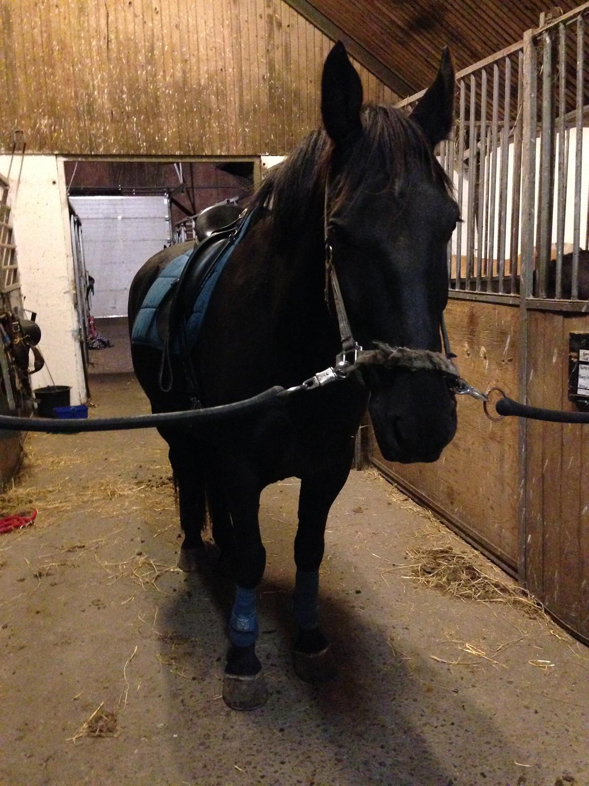 Oldenborg Olfert Almager - You are my black beauty! <3 billede 7