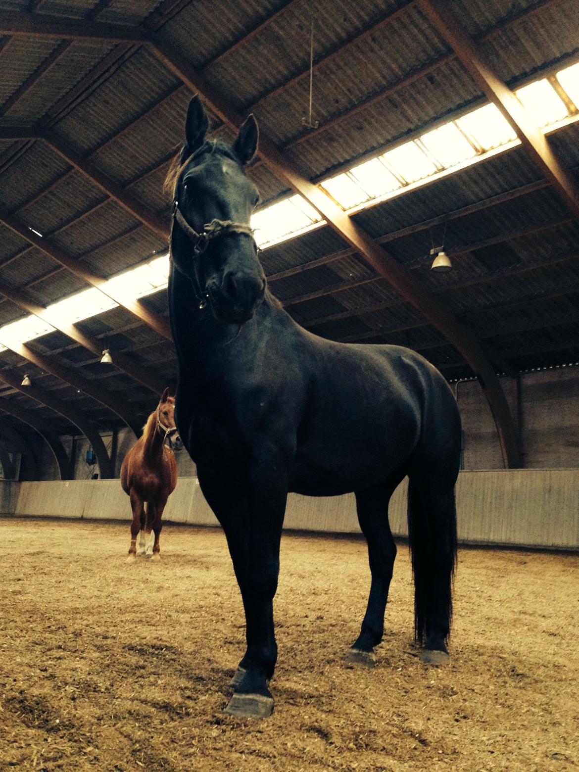 Oldenborg Olfert Almager - Babyhesten løs i ridehuset. Og Foxi i baggrunden:) billede 9