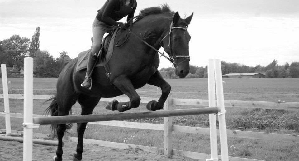 Oldenborg Olfert Almager - Springundervisning d. 9.10.13. 1 Meter<3 Foto: Mille N. Mathiasen billede 16