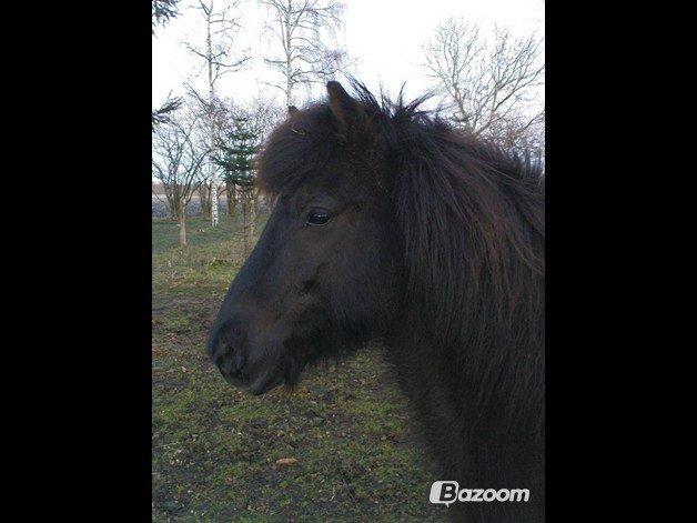 Islænder Halla billede 2