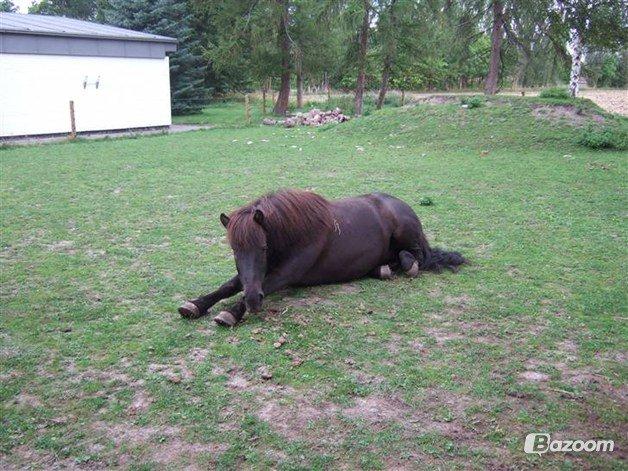 Islænder Halla billede 3