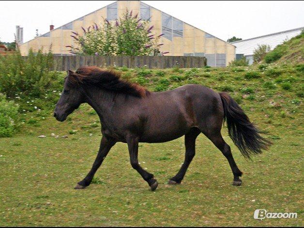 Islænder Halla billede 4