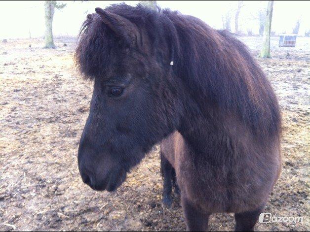 Islænder Halla billede 5