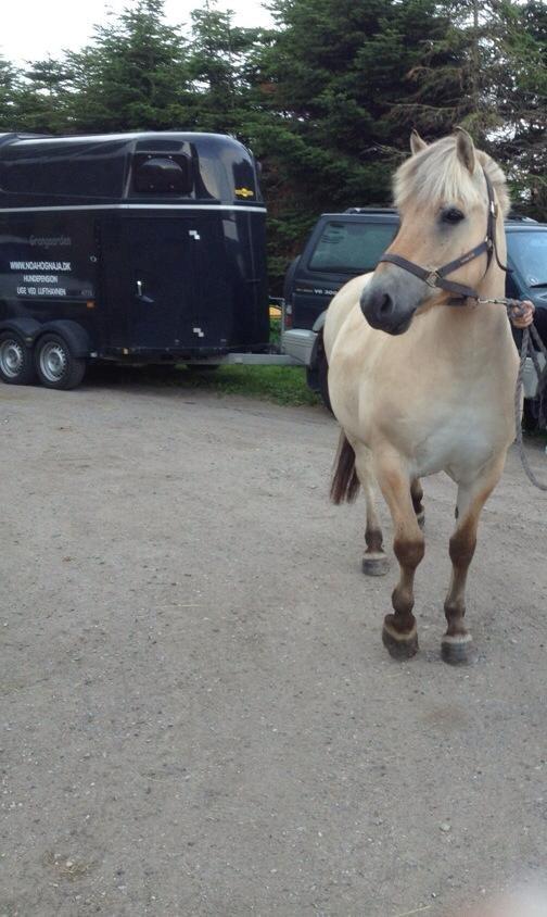 Fjordhest Amadeus - Foto: Lykke H. 
Ejer Sara's billede. Nyankommen.  billede 3