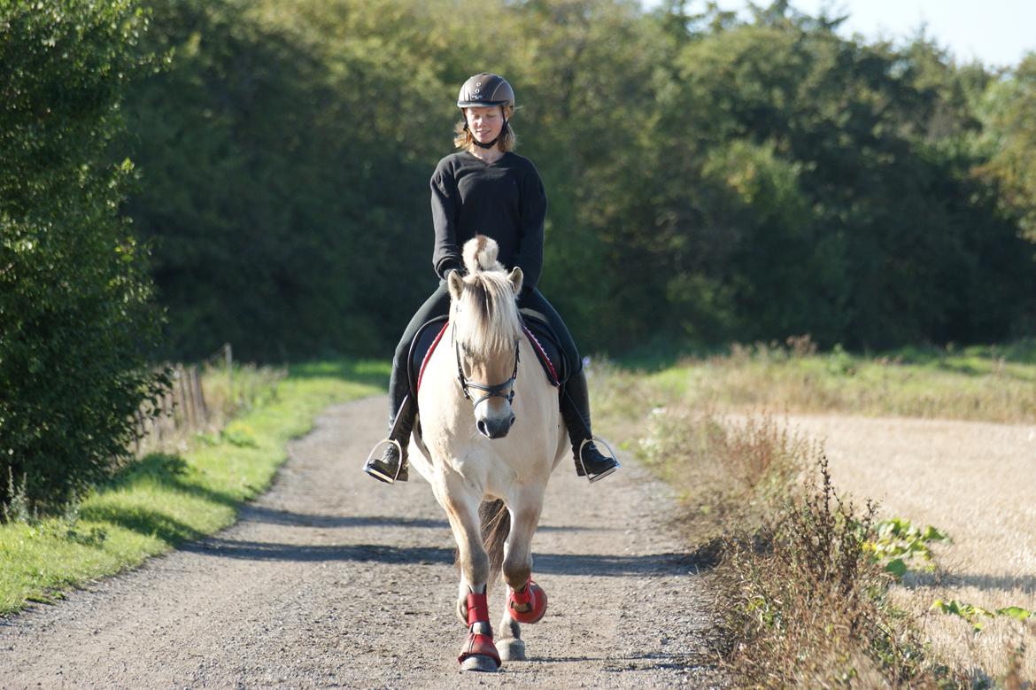 Fjordhest Amadeus billede 4