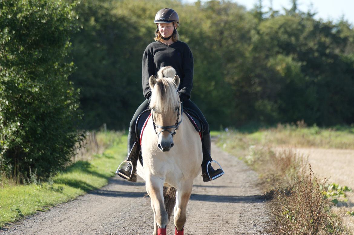 Fjordhest Amadeus billede 5