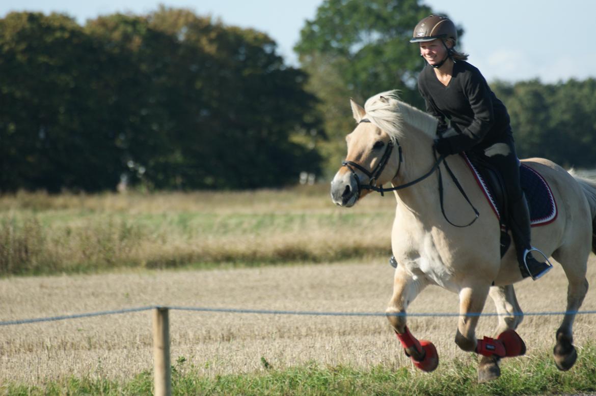 Fjordhest Amadeus billede 2
