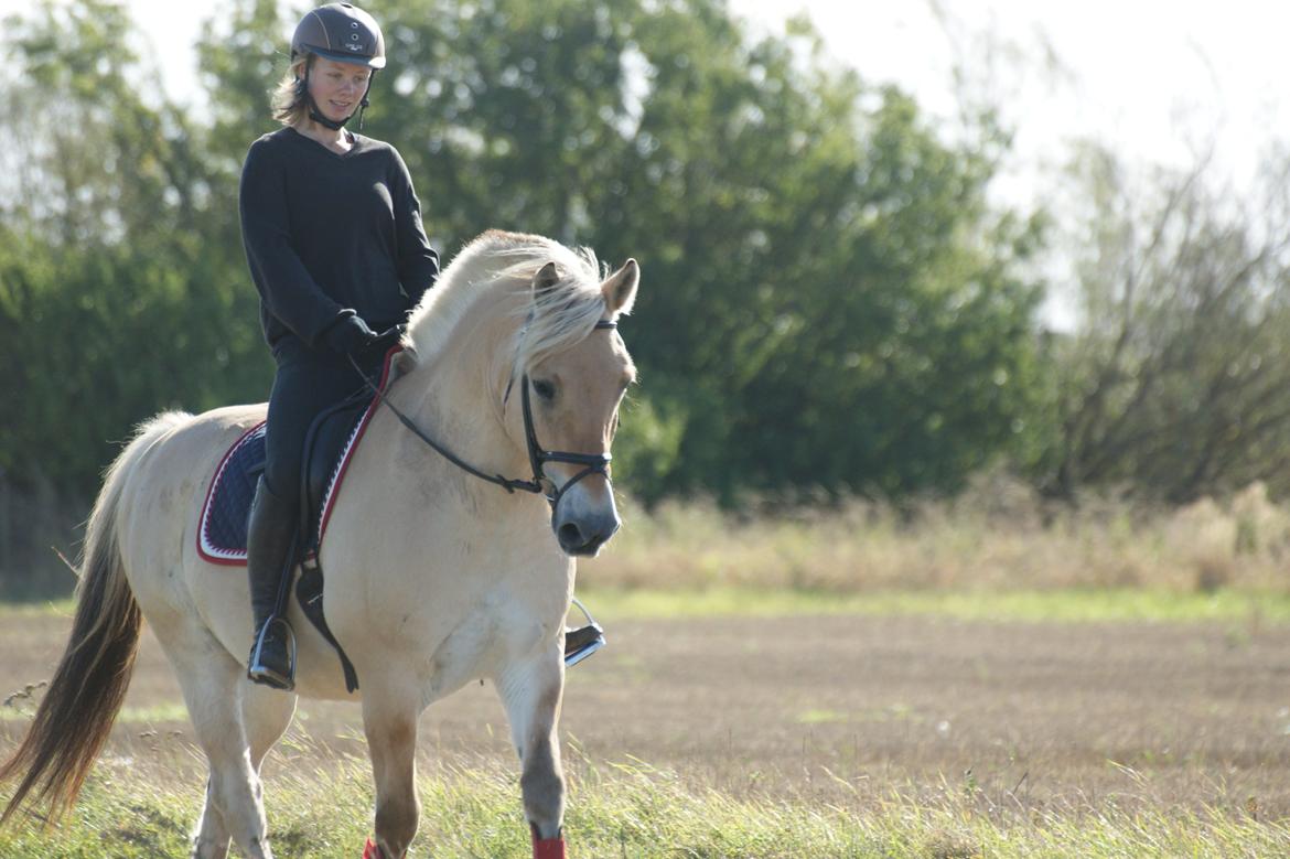 Fjordhest Amadeus billede 7