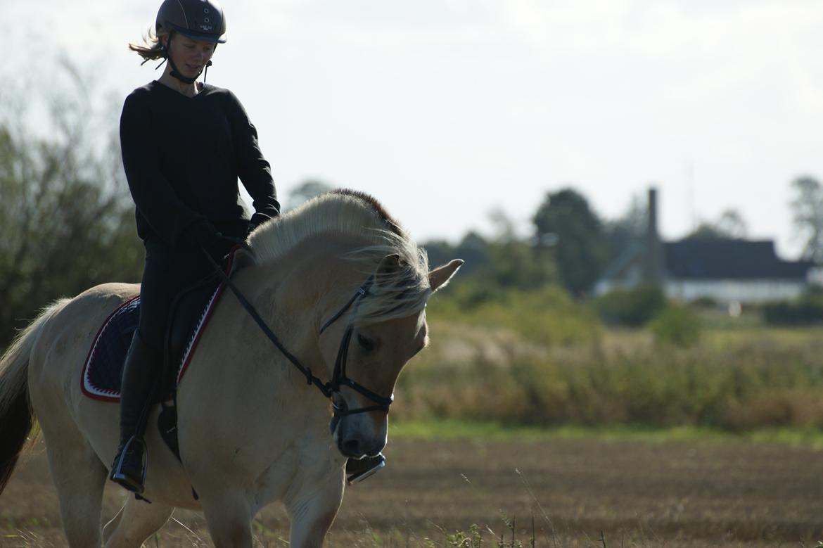 Fjordhest Amadeus billede 8