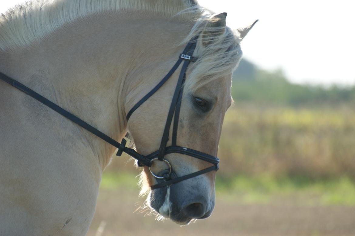 Fjordhest Amadeus billede 9