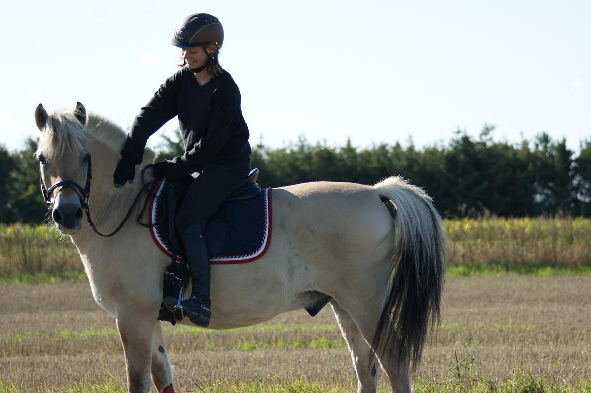 Fjordhest Amadeus billede 10