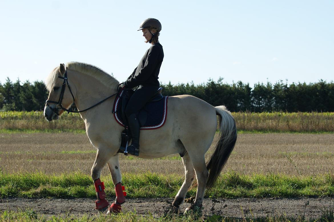 Fjordhest Amadeus - Nogle ville kalde det utålmodighed, jeg kalder det piaffe! :-D billede 6