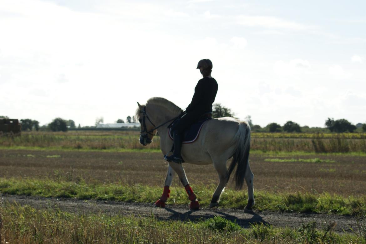 Fjordhest Amadeus billede 11