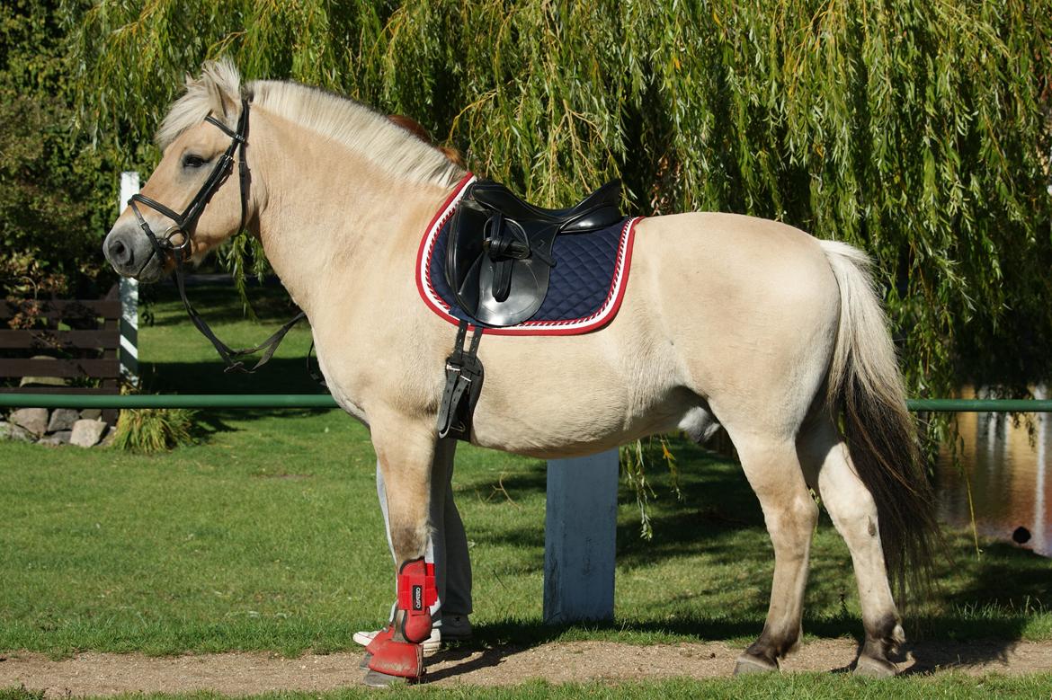 Fjordhest Amadeus billede 1