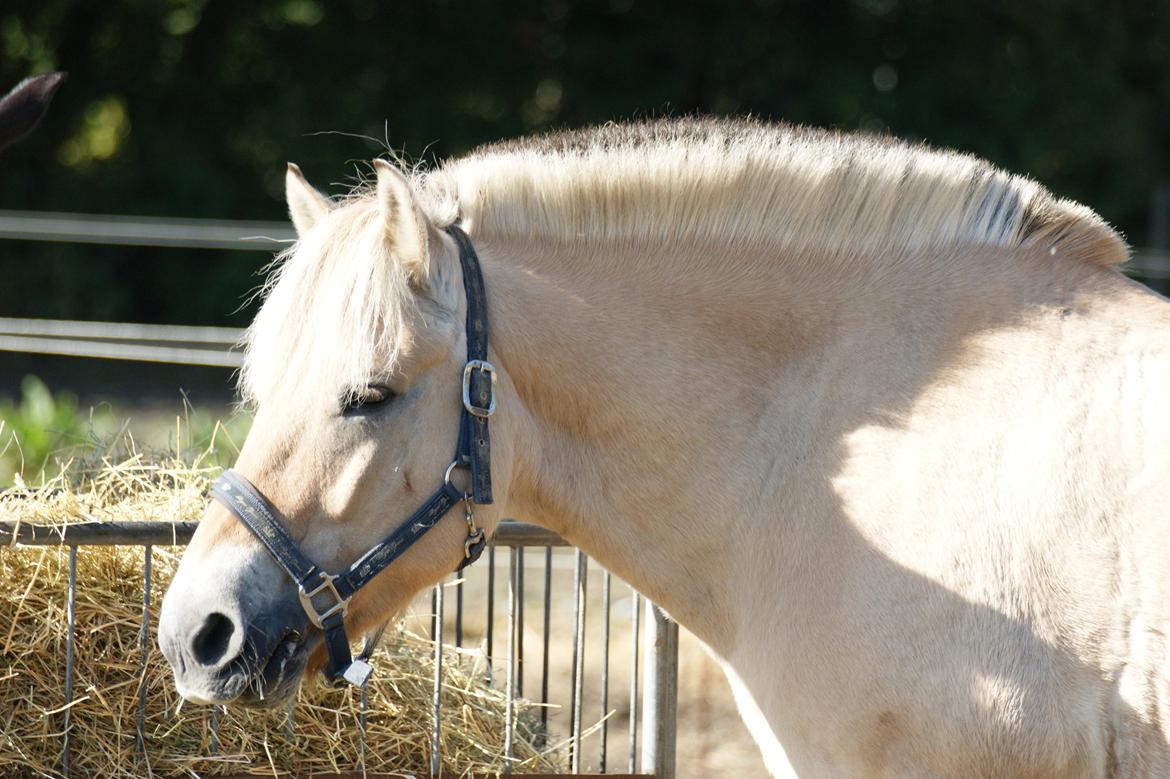 Fjordhest Amadeus billede 12