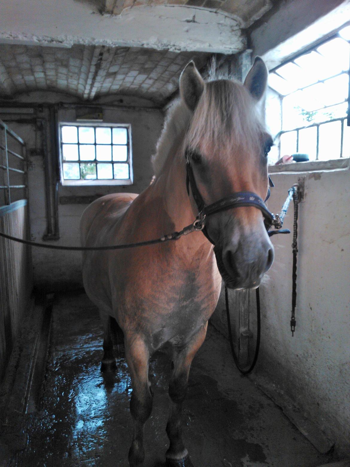 Fjordhest Amadeus billede 13