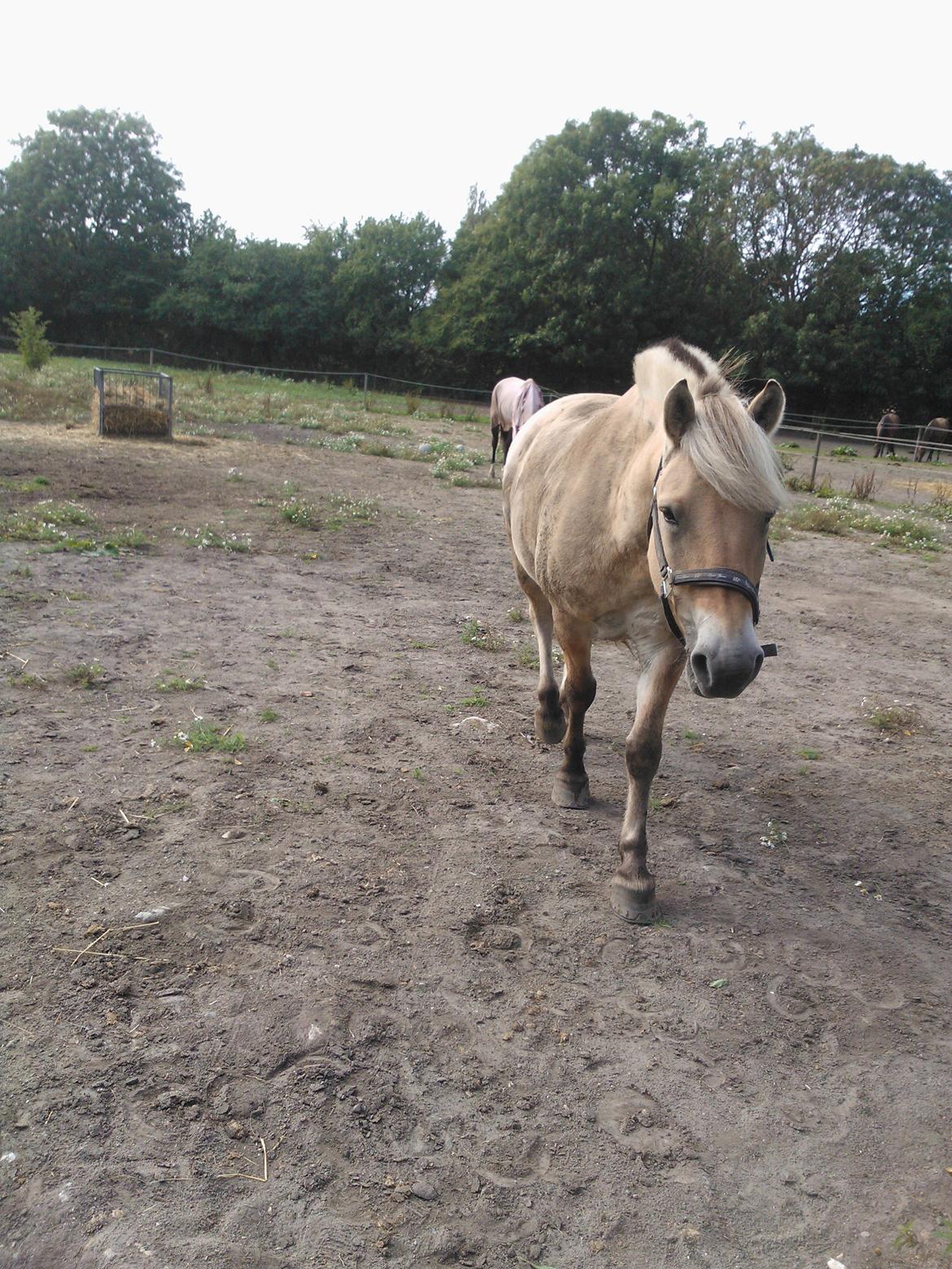 Fjordhest Amadeus billede 14