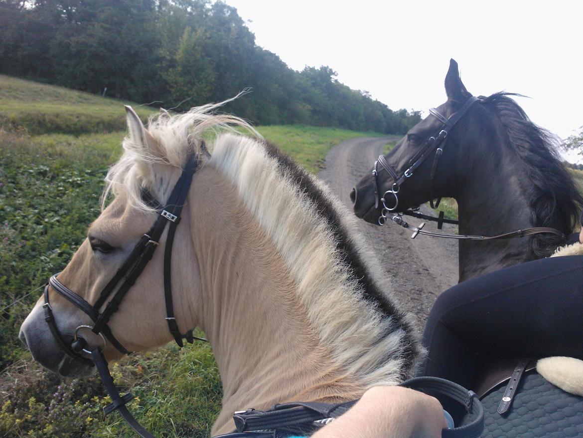 Fjordhest Amadeus - På tur med den bedste og Tut. :-) billede 15
