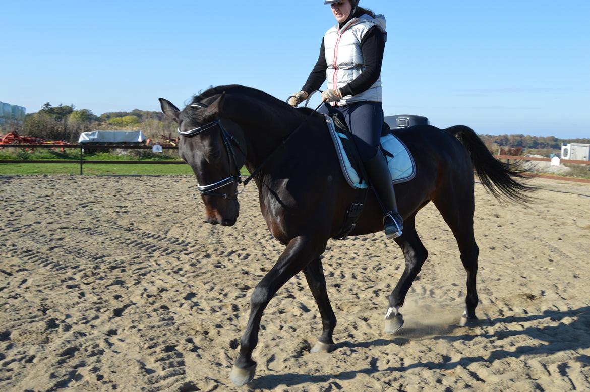 Dansk Varmblod Lewis - Første udendørs træning billede 3