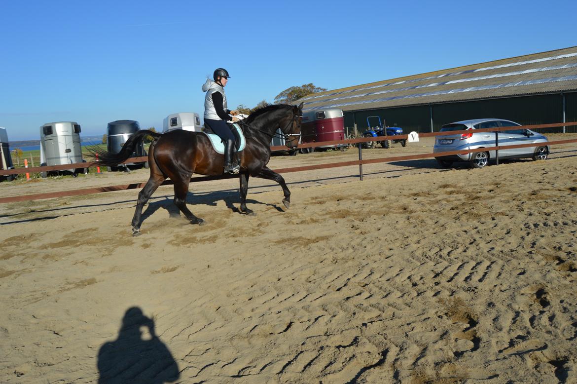 Dansk Varmblod Lewis - Første udendørs træning billede 5