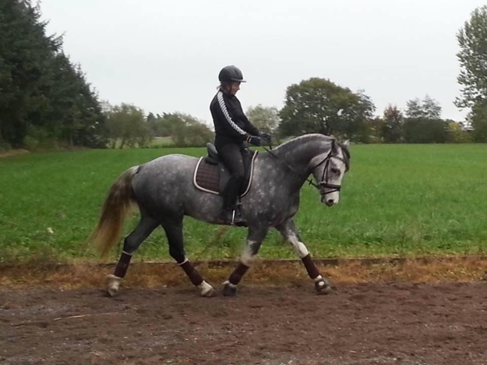 Welsh Partbred (Sec F) Gravens Fairytale billede 17
