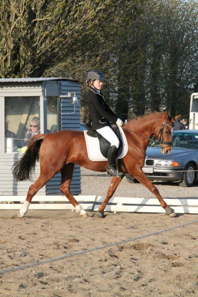 Tysk Sportspony Duchess [Heidi Vinderpony!] Solgt - Dressur stævne 2013! billede 15