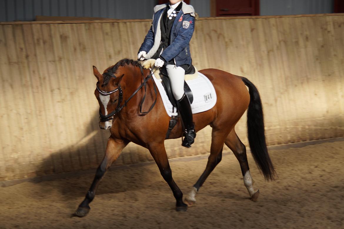 New Forest Remontes Free Fantasy - Opvarmning til Distriktmesterskaberne individuel 2013 <3
Fantastisk oplevelse! billede 9