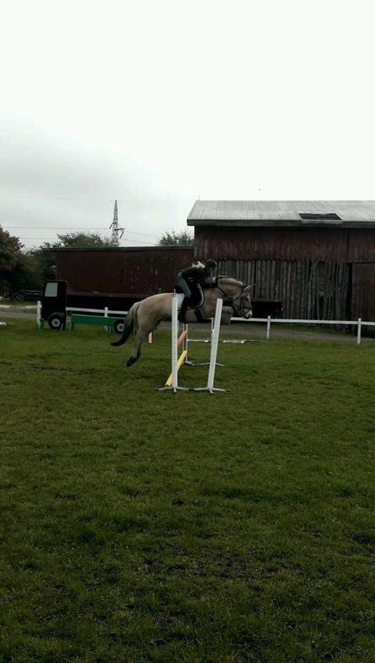 Fjordhest Hagbard Skellerød (Nu en Engel) R.I.P billede 17