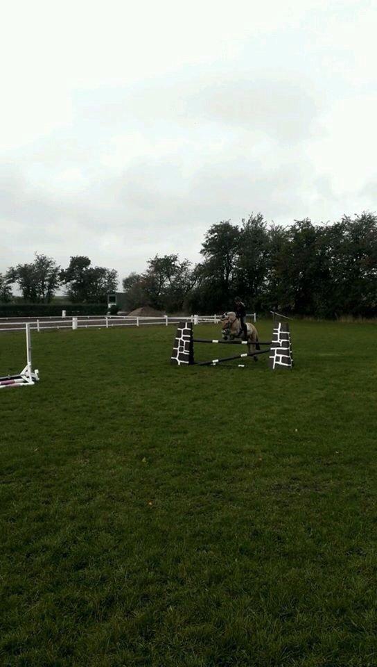 Fjordhest Hagbard Skellerød (Nu en Engel) R.I.P billede 18