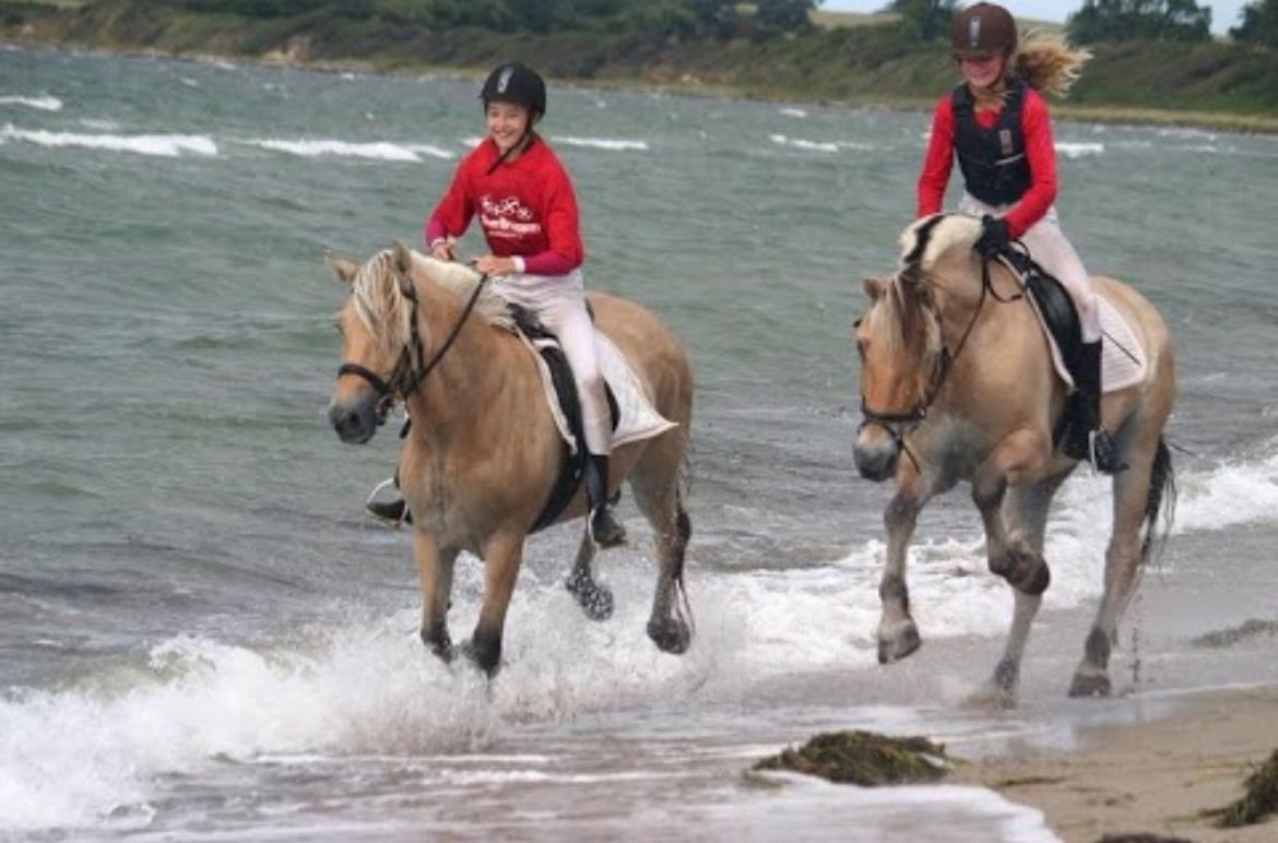 Fjordhest Hagbard Skellerød (Nu en Engel) R.I.P billede 19