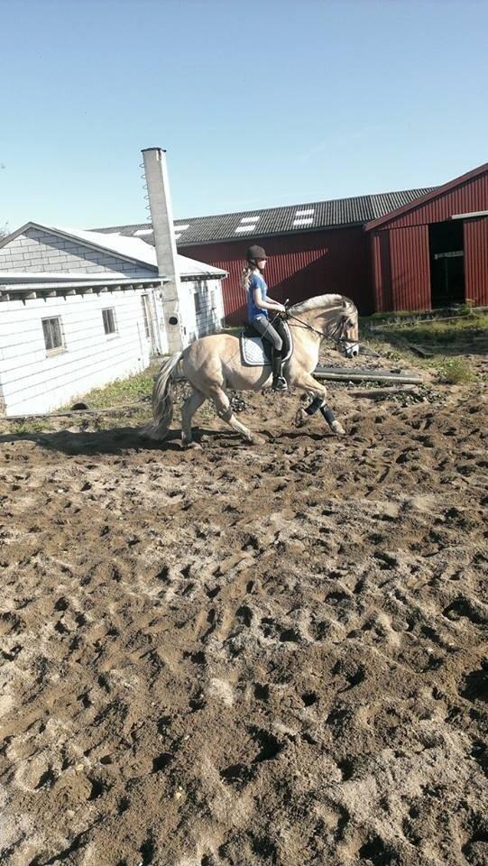 Fjordhest Hagbard Skellerød (Nu en Engel) R.I.P billede 20