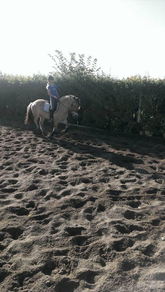 Fjordhest Hagbard Skellerød (Nu en Engel) R.I.P billede 21