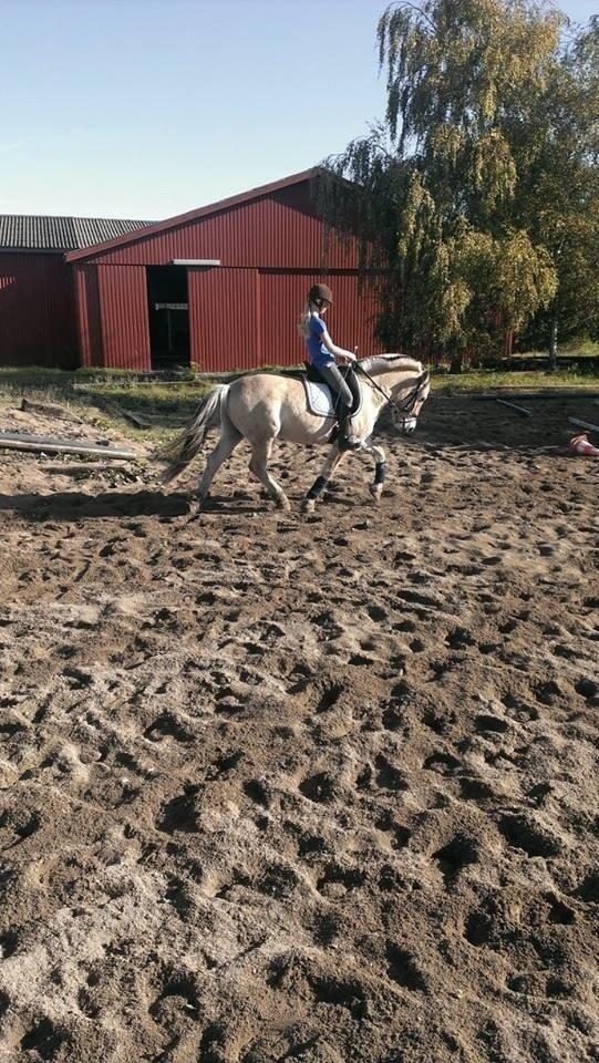 Fjordhest Hagbard Skellerød (Nu en Engel) R.I.P billede 22