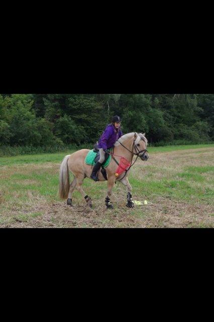 Fjordhest Claes skellerød  billede 9