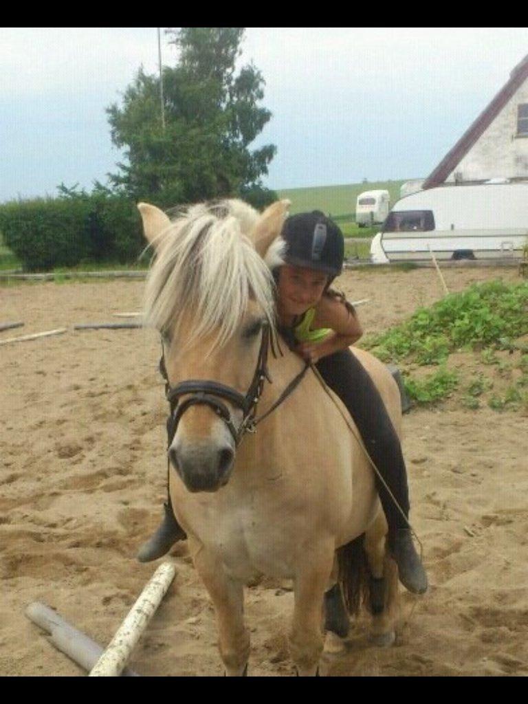 Fjordhest Claes skellerød  billede 10