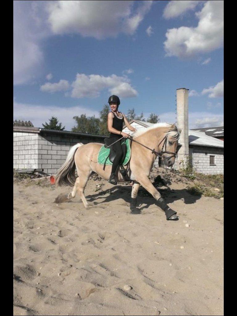 Fjordhest Claes skellerød  billede 11