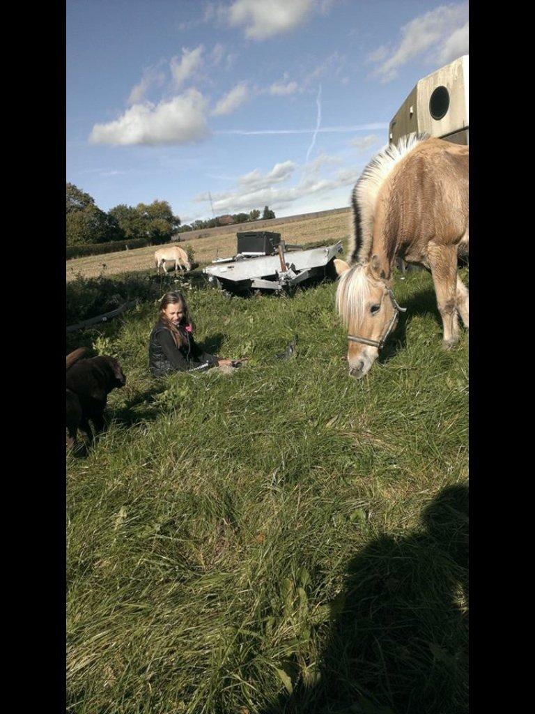 Fjordhest Claes skellerød  billede 12