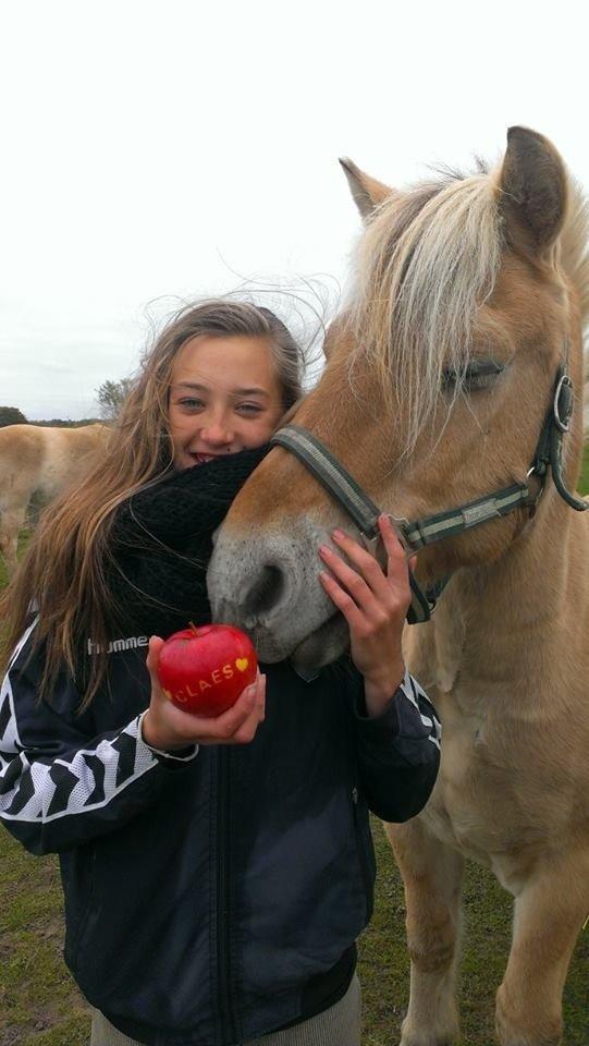 Fjordhest Claes skellerød  billede 13
