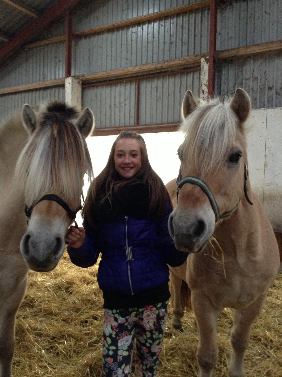 Fjordhest Claes skellerød  billede 14