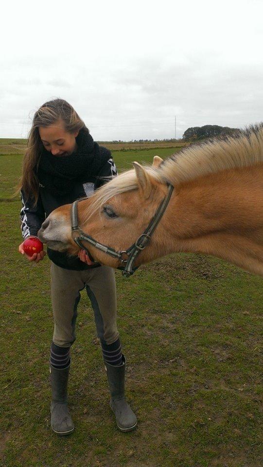 Fjordhest Claes skellerød  billede 15