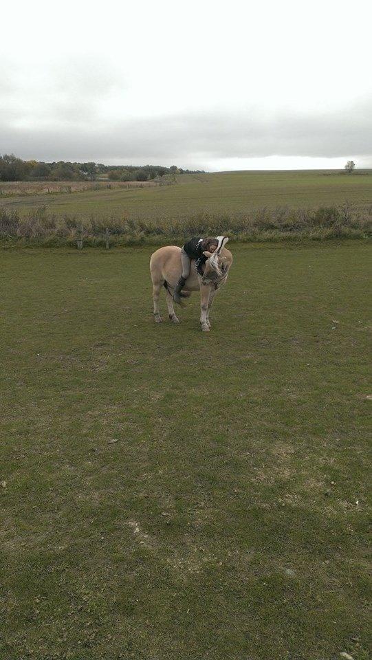 Fjordhest Claes skellerød  billede 16