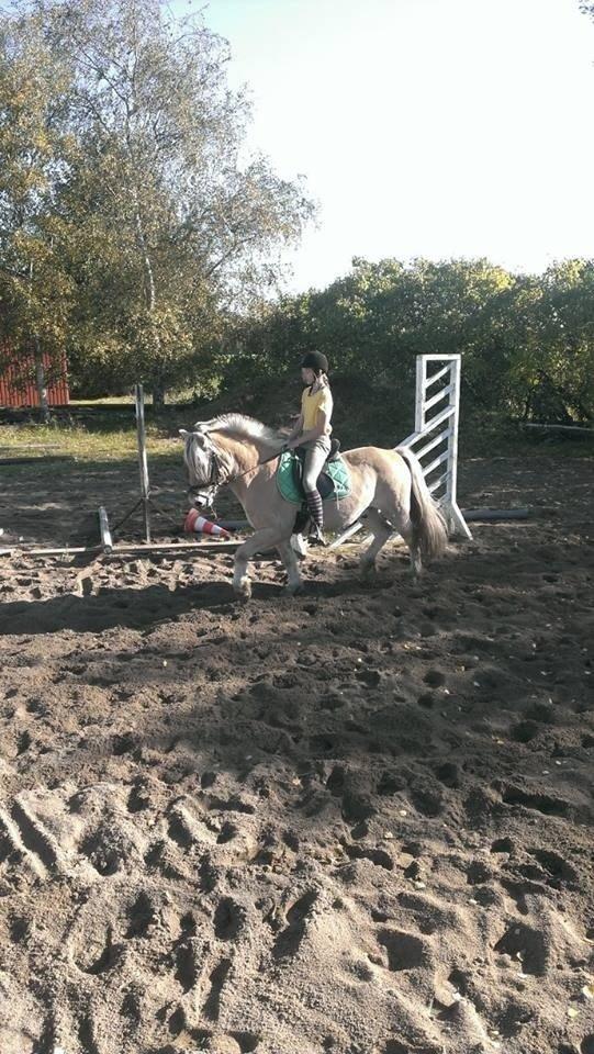 Fjordhest Claes skellerød  billede 17