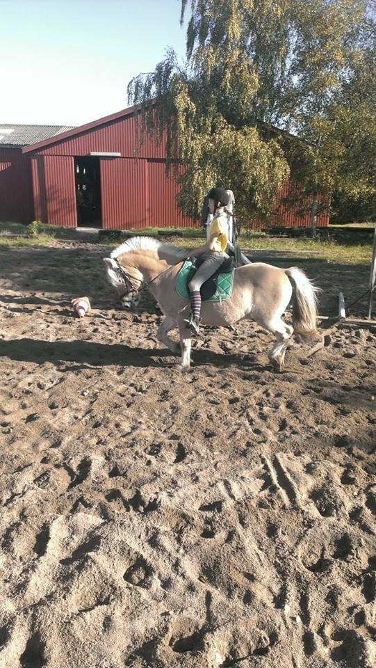 Fjordhest Claes skellerød  billede 18