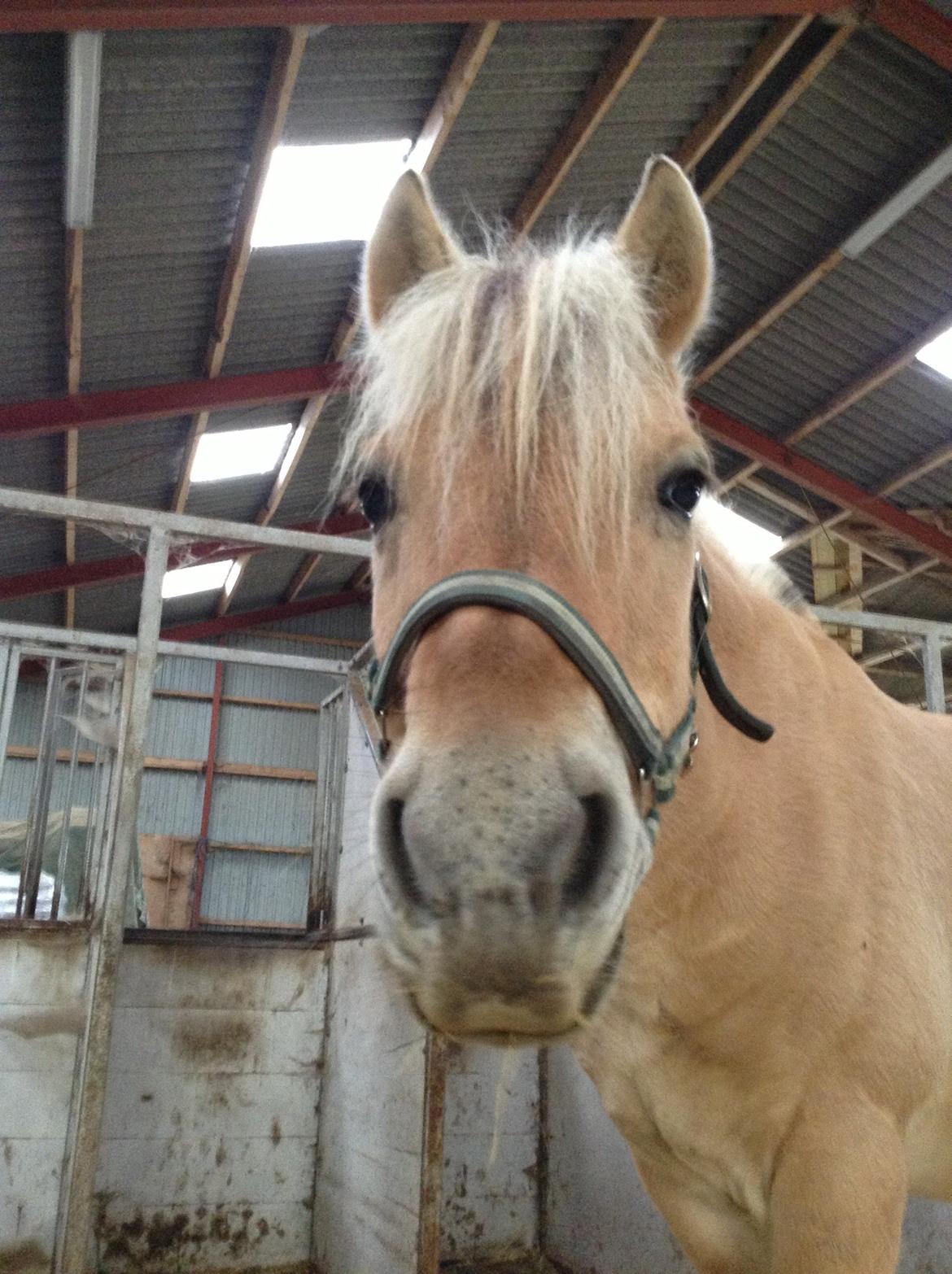 Fjordhest Claes skellerød  billede 19