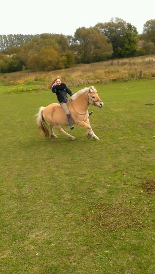 Fjordhest Claes skellerød  billede 20