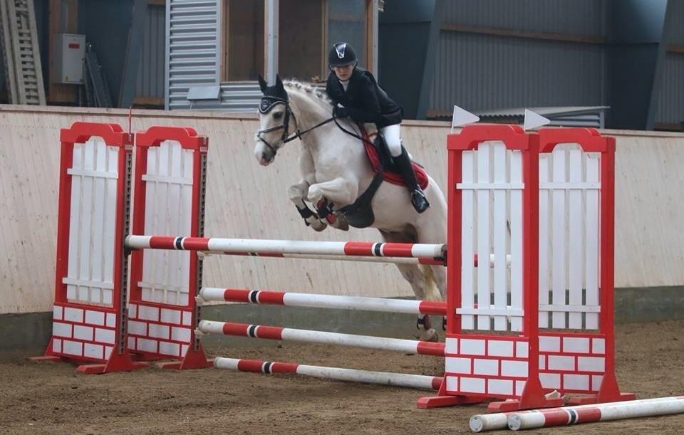 Welsh Pony af Cob-type (sec C) Rosengårdens nathowra - Bassen over 115 cm! <3<3 billede 2