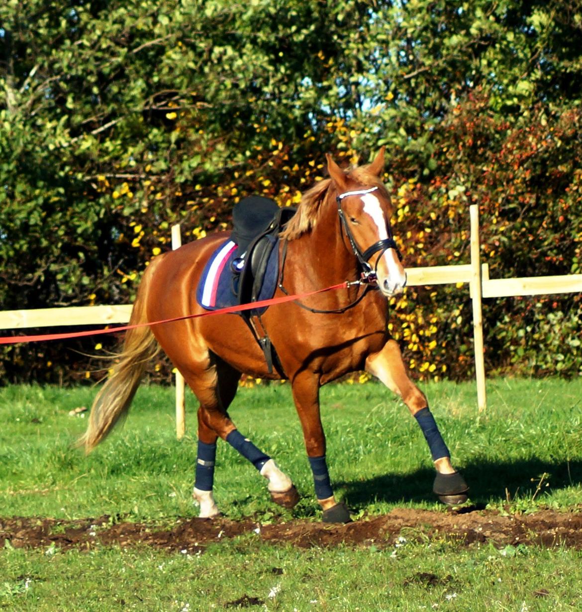 Frederiksborg Vejvads Chanel billede 41