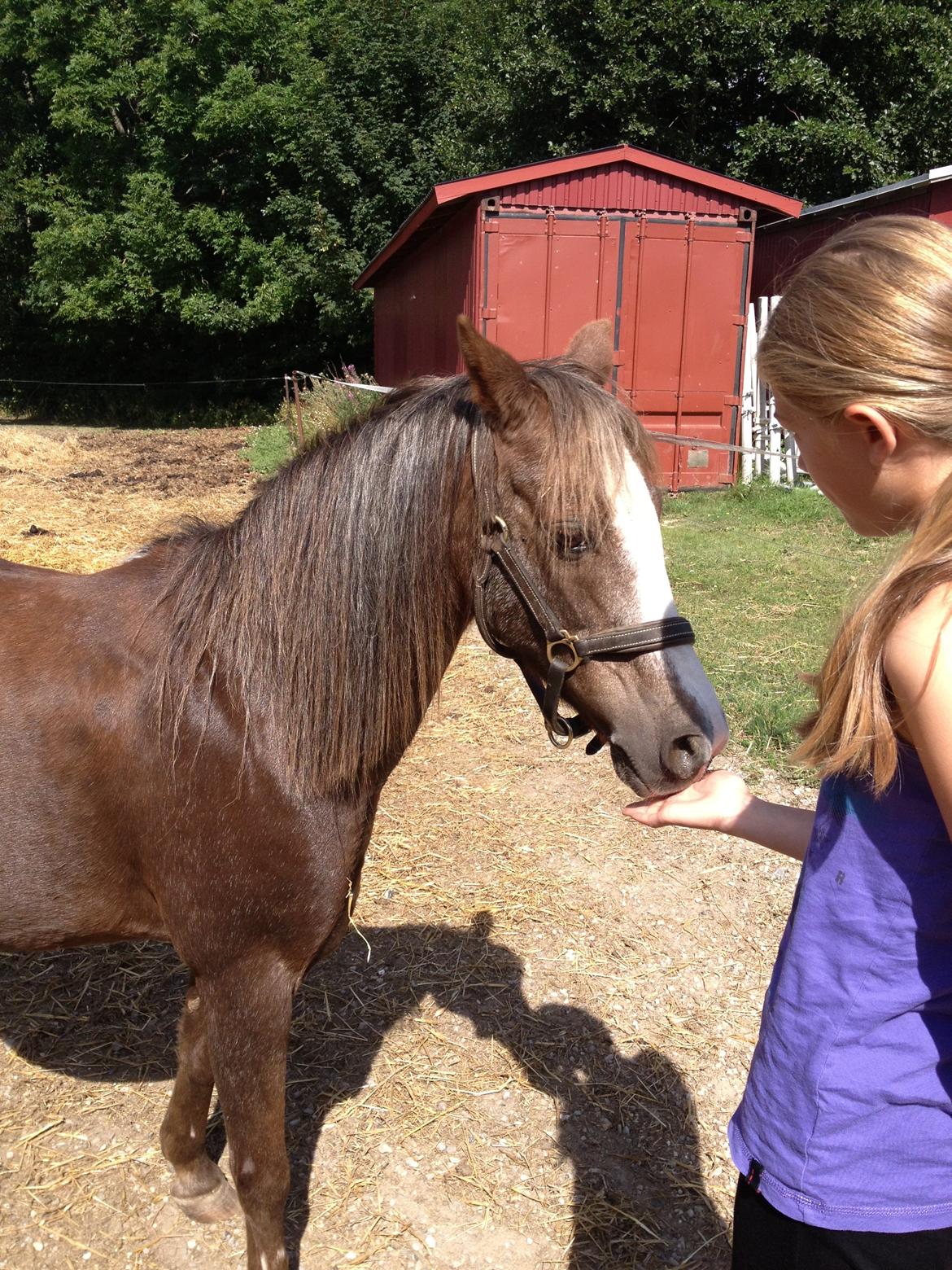 Welsh Pony af Cob-type (sec C) Fanny SOLGT :'( - Gensyn med Fræseren <3 billede 21