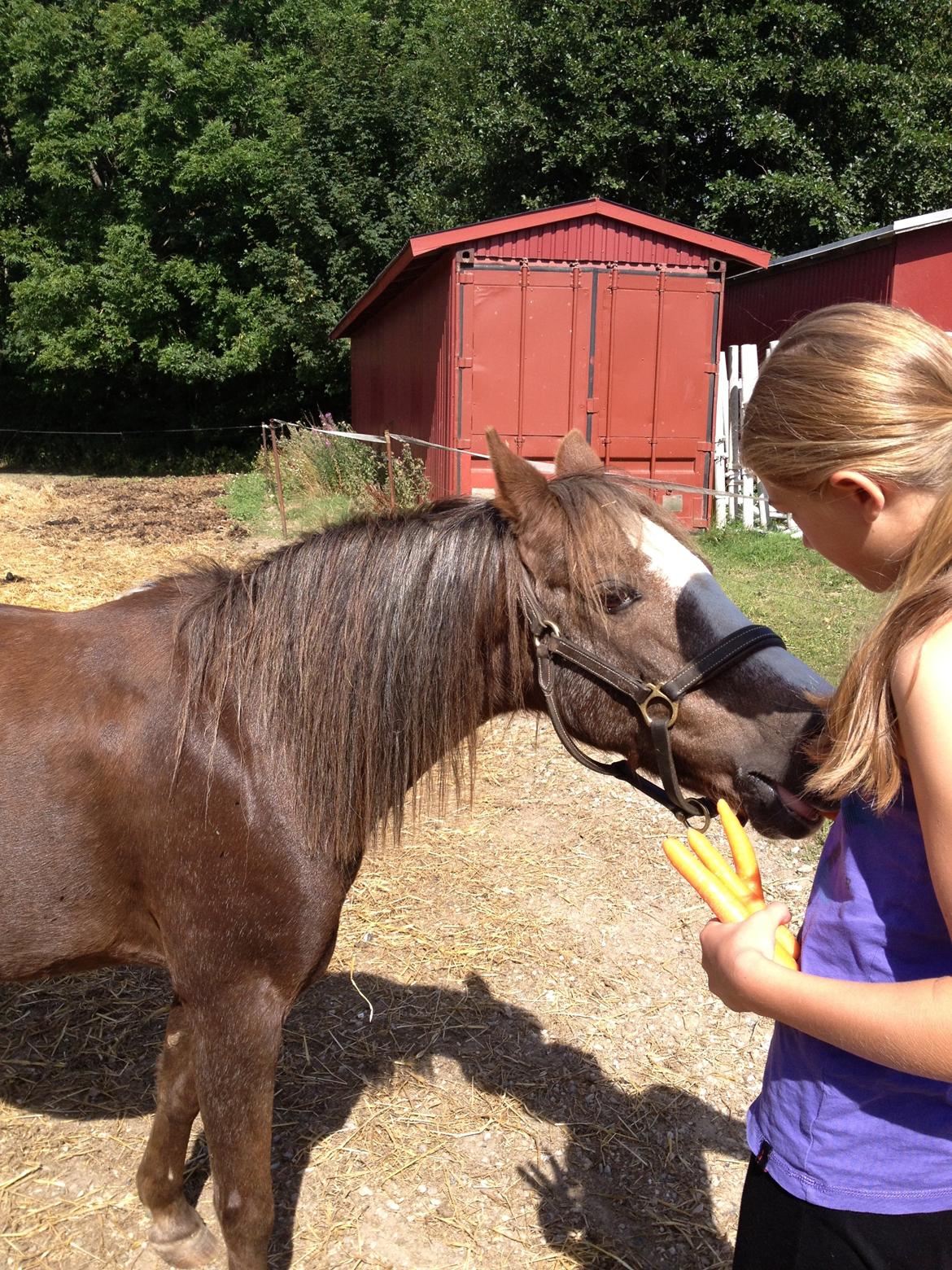 Welsh Pony af Cob-type (sec C) Fanny SOLGT :'( - Som vi kender Fanny - Gulerødder, hmmm...! billede 1